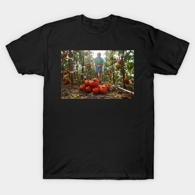 Caucasian farmer picking tomatoes T-Shirt by naturalis